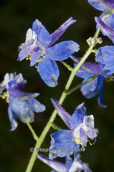 delphinium gracilentum 6 graphic